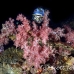 coral_soft_hm_lan_h_0068_tha5291.jpg